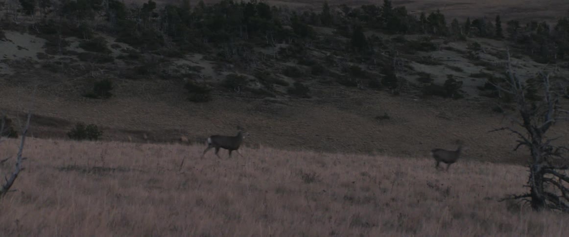 Deers running away