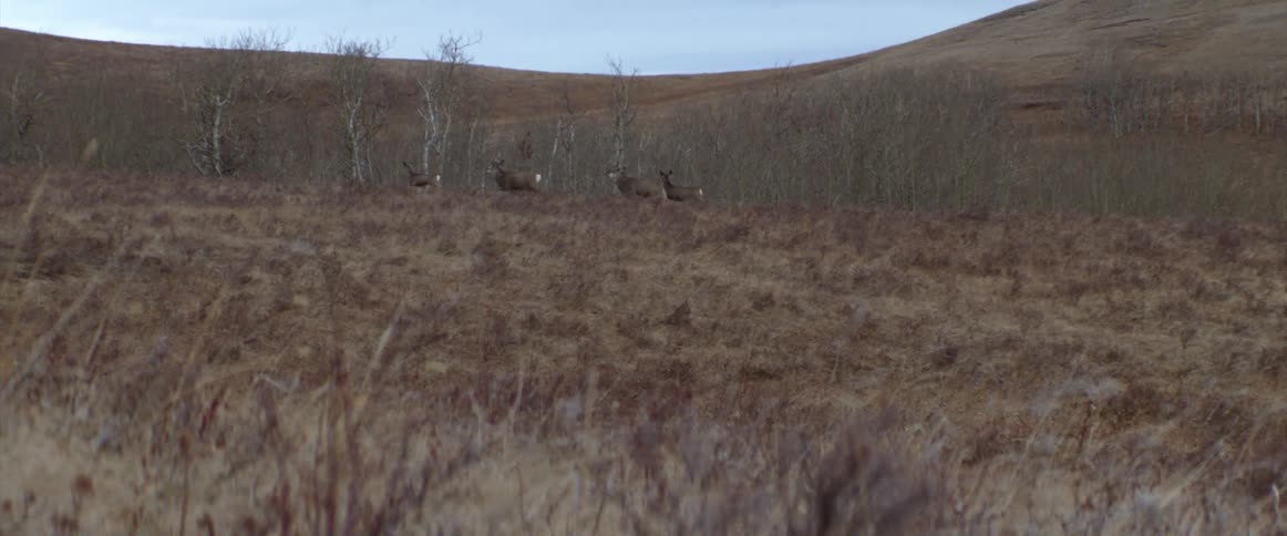 A family of deer walking together on a mountain in a forest at daytime