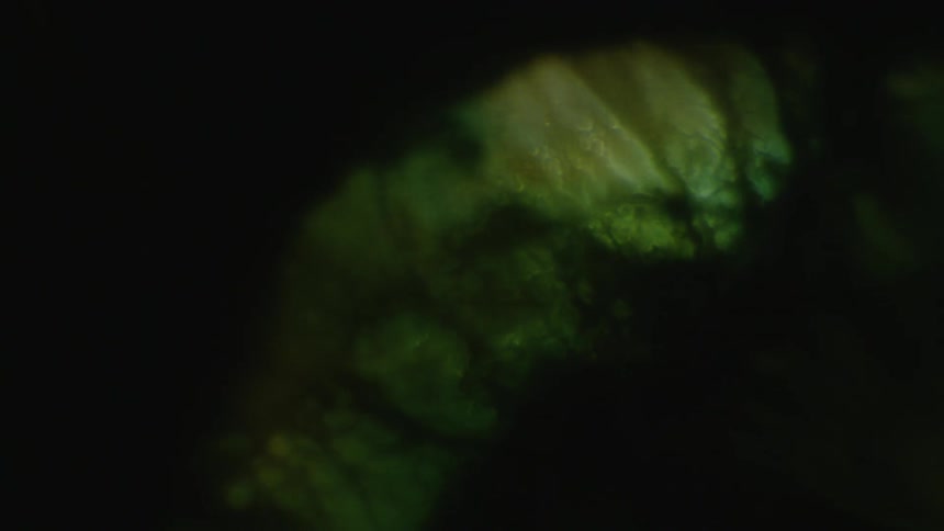 Some sort of magnified abstract object
