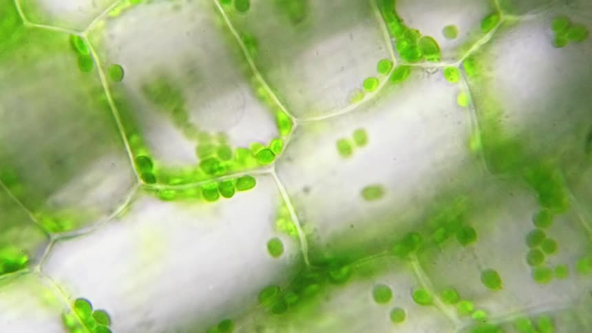 A zooming microscope shows green plant cells move along membranes