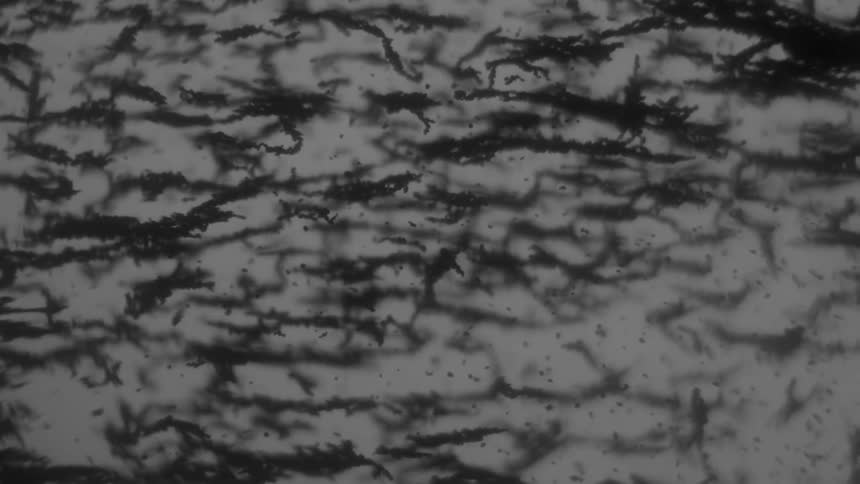 A clumpy fibrous substance flows through a liquid