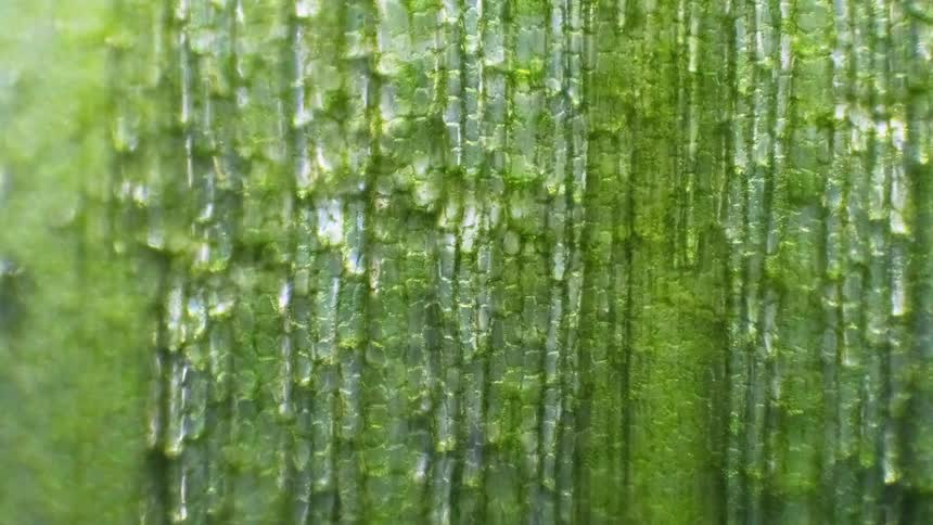 Cells move inside a green plant