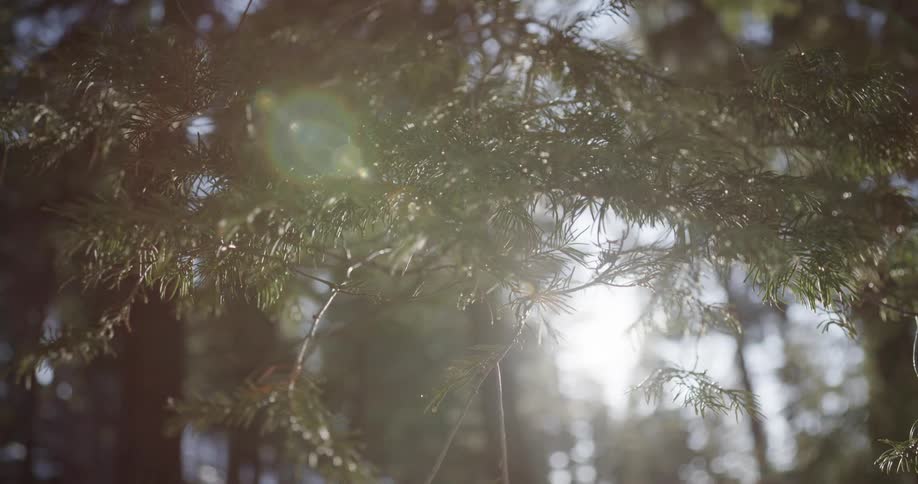 The sun is blazing through the branches