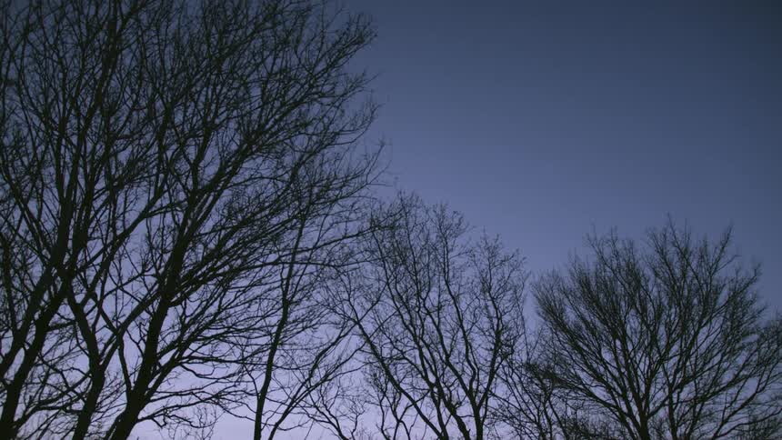 Silhouette of trees and branches with the sky and clouds in the background