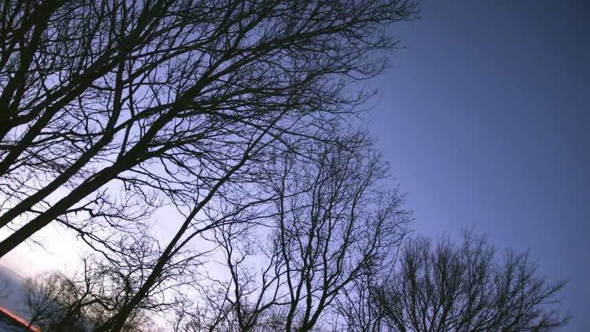 Bare trees silhouetted against a blue sky