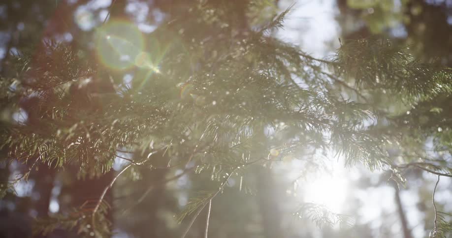 The sun is shining in through the branches