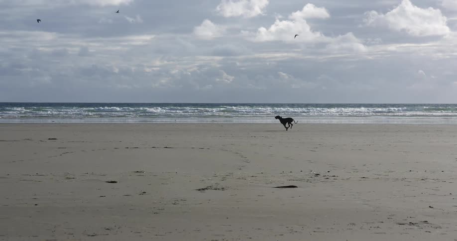 Birds and a dog travel on the beach