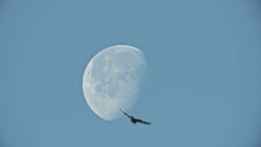 A Golden Eagle passes by a moon in mid day light on a brilliant clear day in the Western United States