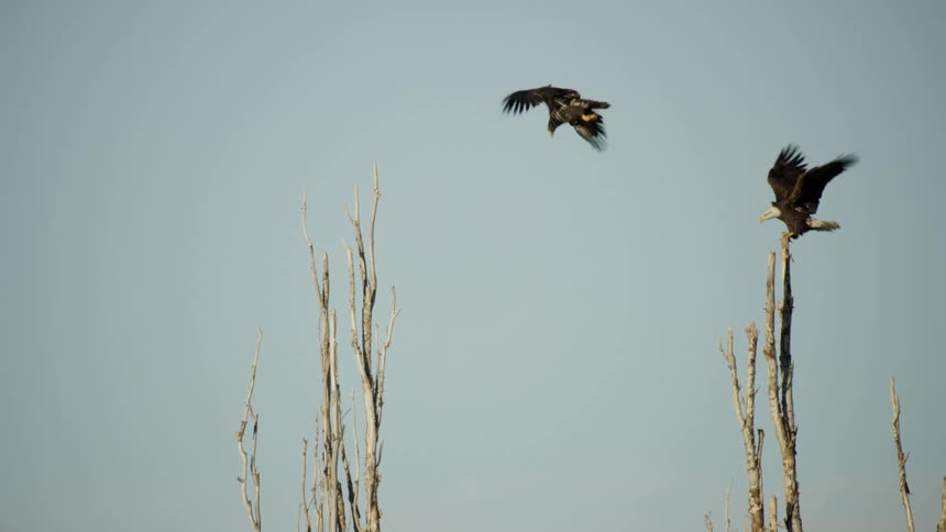 Two eagles fly across the sky and sit on bare treetops