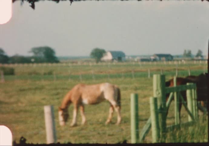 Horses grazing on a grassy field with a fence and a road in the foreground and trees the sky and clouds in the background