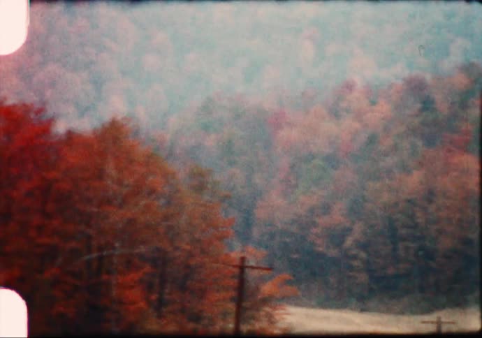 Colorful fall foliage on forest trees in nature
