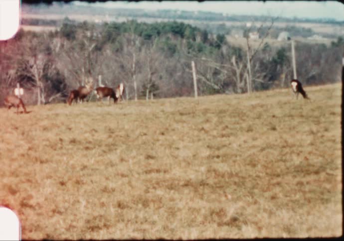 Footage of deer grazing grass is captured on film