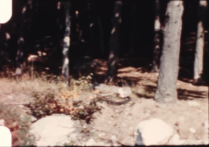 Vintage 8mm footage of family vacation to the lake