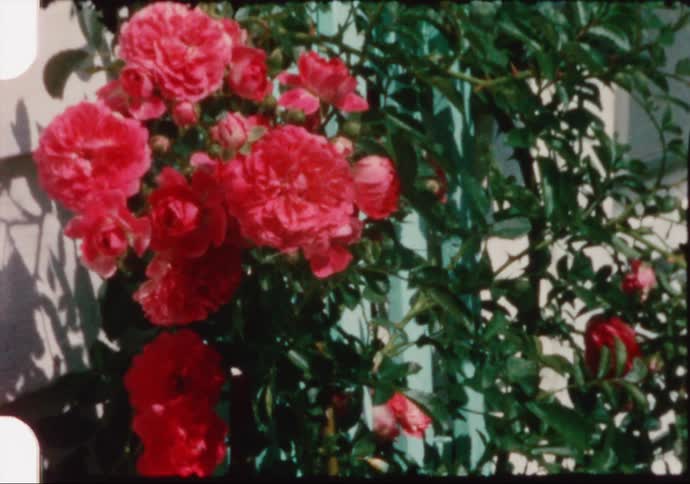 A plant with branches flowers and leaves in the side of a house