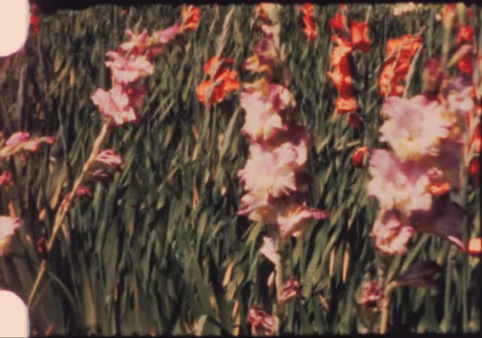 Vintage footage of gladiolus swaying in the wind