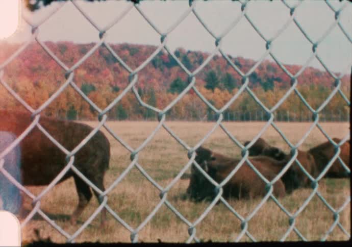 Bison Preserve in Central Maine in Autumn