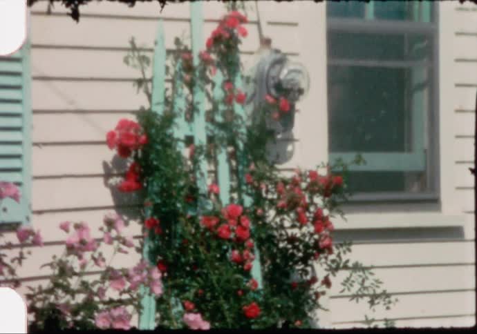 Red flowers are growing on the side of the house