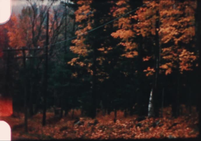 Yellow leafs in the forest at autumn caught on vintage film