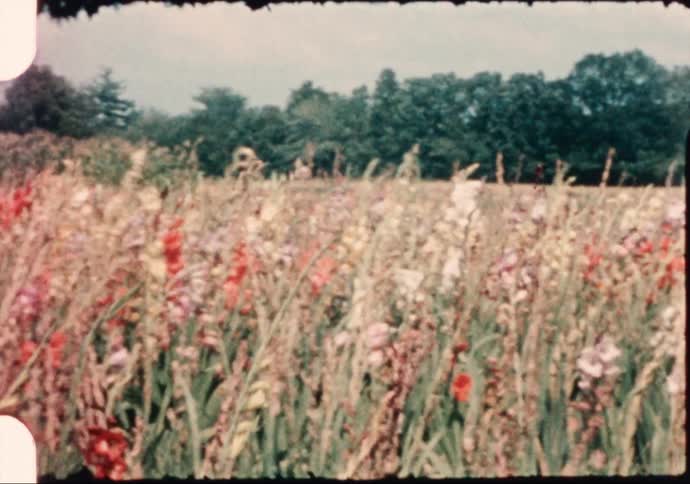 A view of flowers growing in a field
