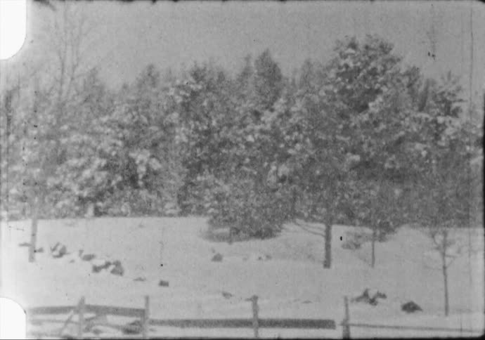 Snow covered trees and land on a winter day