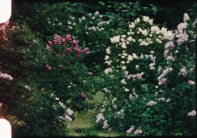 Lilac bushes blossom in 1960's springtime