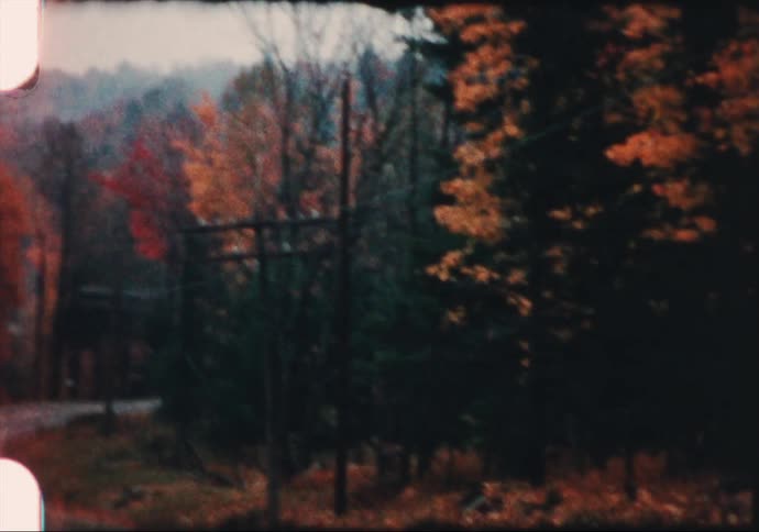 Orange and yellow leaves cover forest trees in autumn