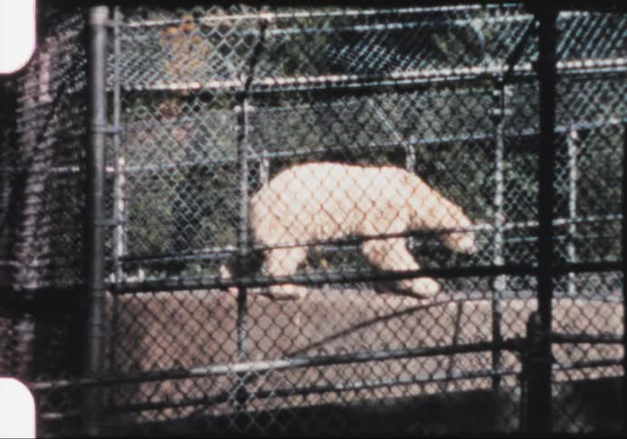 A polar bear is walking around a zoo