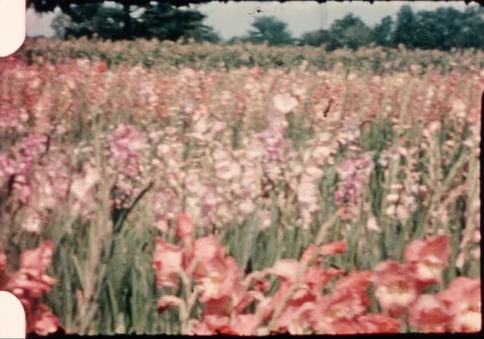 Pink flowers growing in a meadow on a summer day