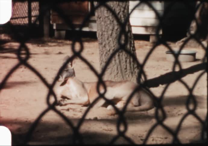 A kangaroo laying by a tree with a fence in the foreground and a building in the background