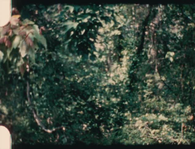 A view of monkeys in trees