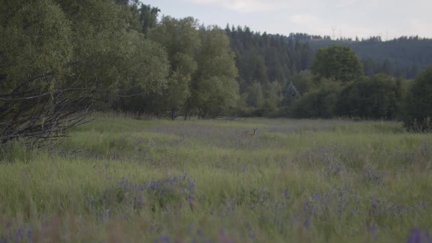 A deer is looking out from a field of tall grass with a forest in the background