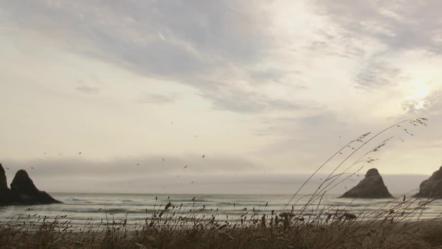 Weeds and plants along the coast move in the breeze as seagulls fly over the water on a cloudy day