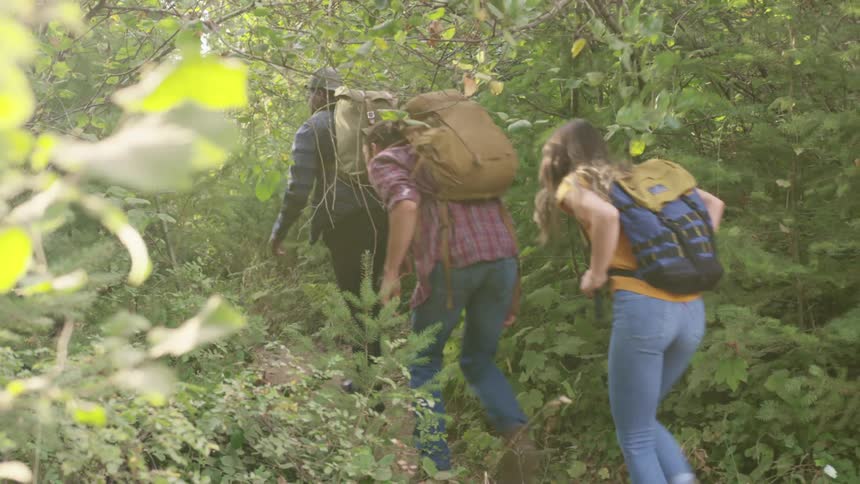 Three people hike through the forest