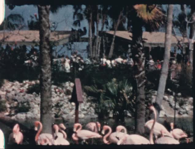 A group of flamingos stand together in a stream below a shore crowded with people