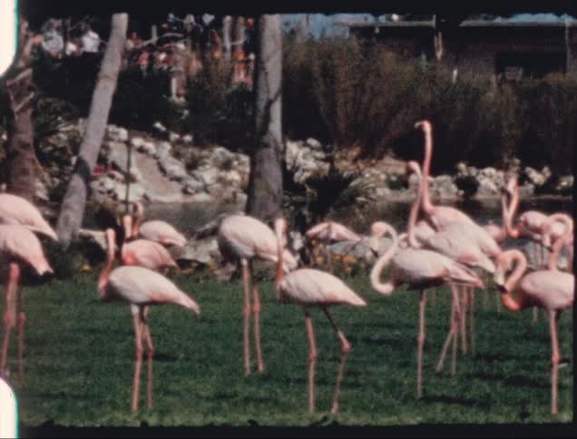 Flamingos standing on grass with trees people buildings the sky and clouds in the background