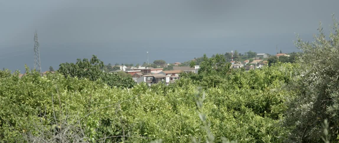 View of some bushes before homes