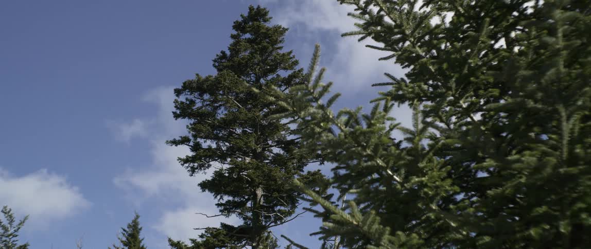 Treetops beneath clouds