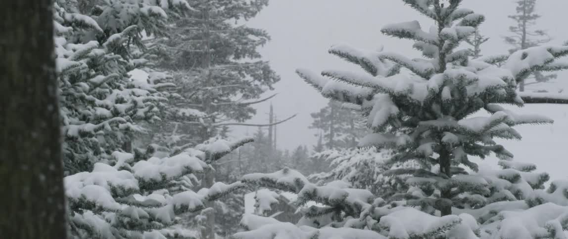 Snow falls gently on the pine trees