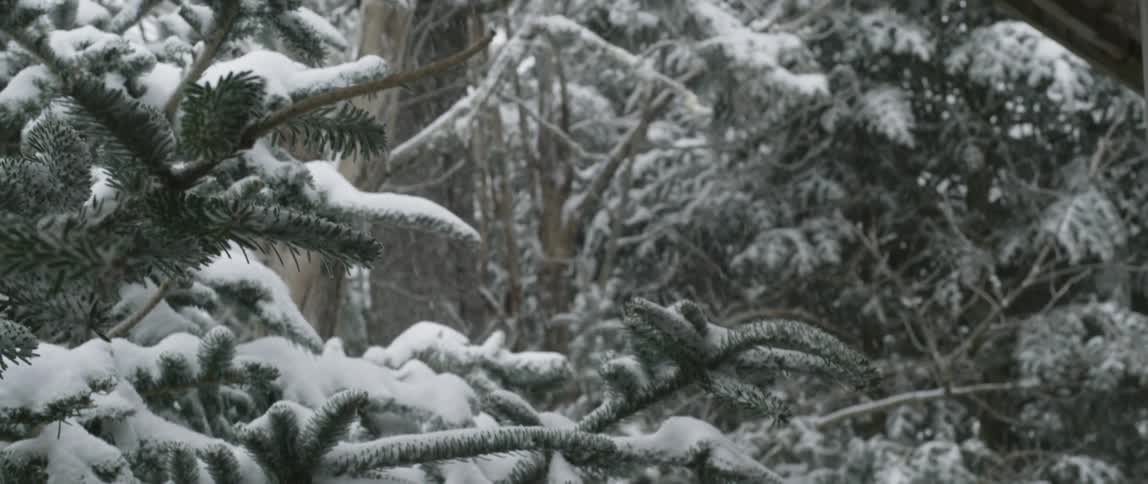 Snow falls on the pine trees