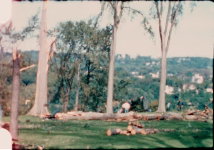 People cleaning up broken trees in a forest