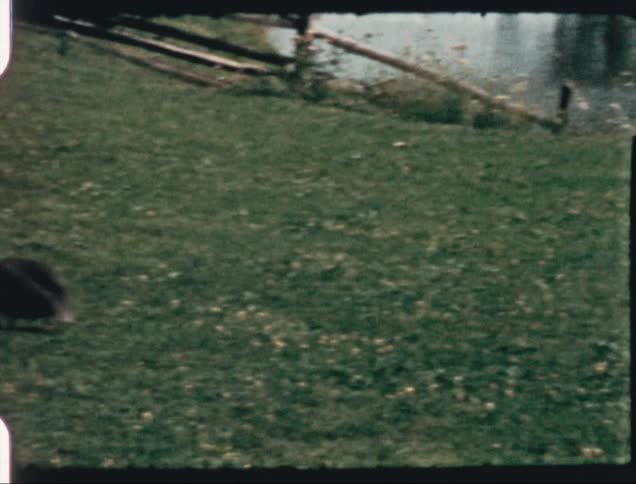 A view of a bird walking around on a field