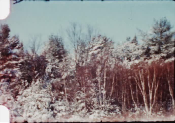 Pine tree forest in a snowy landscape at winter caught on vintage film