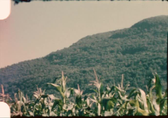 A view of plants on hills