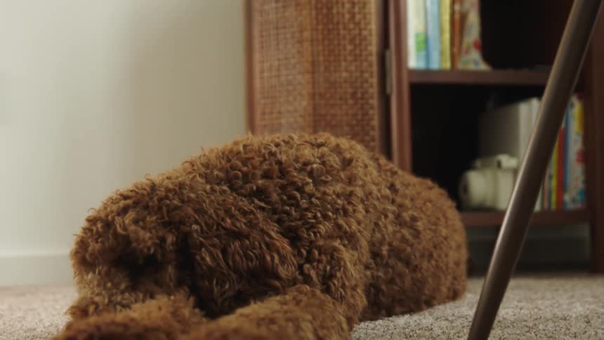 A brown dog with curly hair lying on carpet in a home