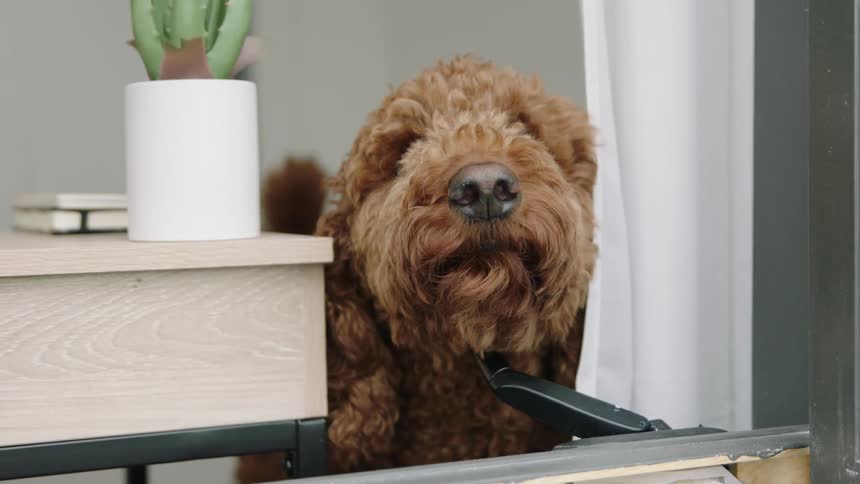 A furry brown dog standing next to a side table and sniffing the air in a home