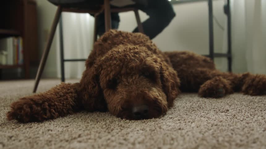 A dog resting indoors on the carpet suddenly rises to its feet and walks out of frame