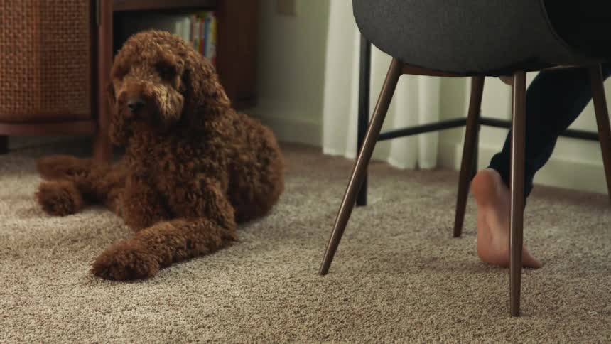 A dog walking and laying on carpet next to a person sitting on a chair by a desk