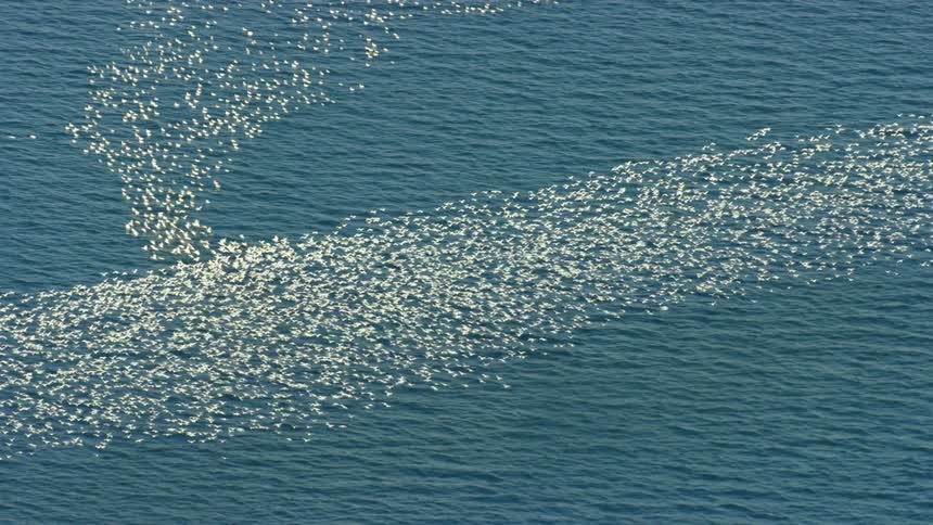 A flock of birds flying over the ocean encounters another flock and changes direction