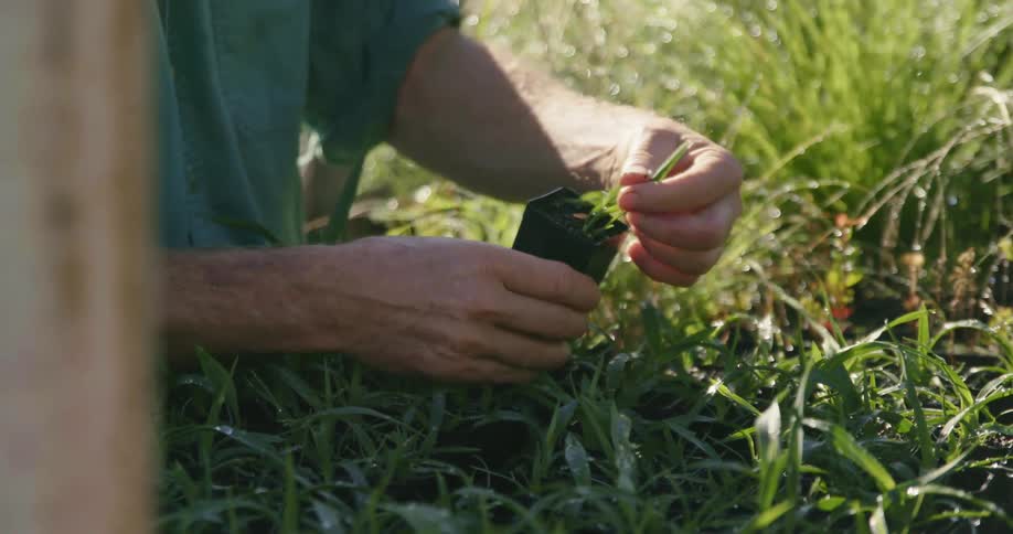 A man adjusts rows of seedling plants