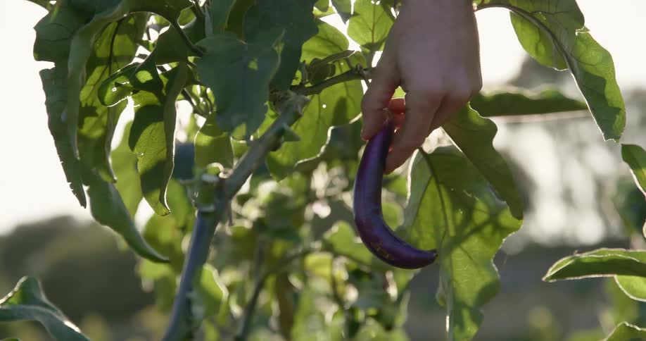 Person touches a pepper swaying on a branch